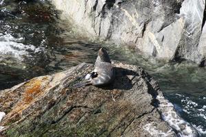 Fur seal sunbathing in the Milford Sound