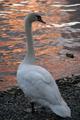 Swan, Lake Windermere
