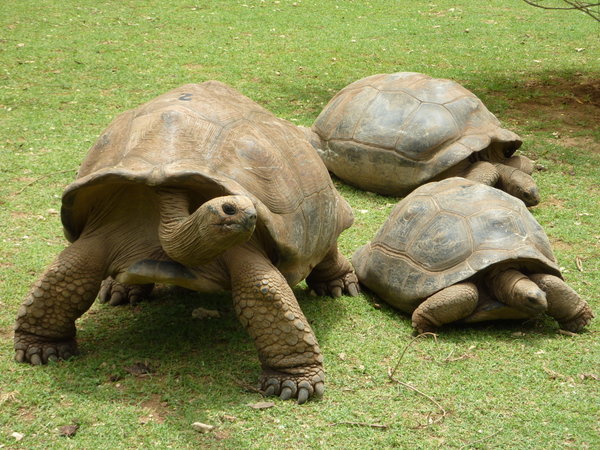 Tortoise gang