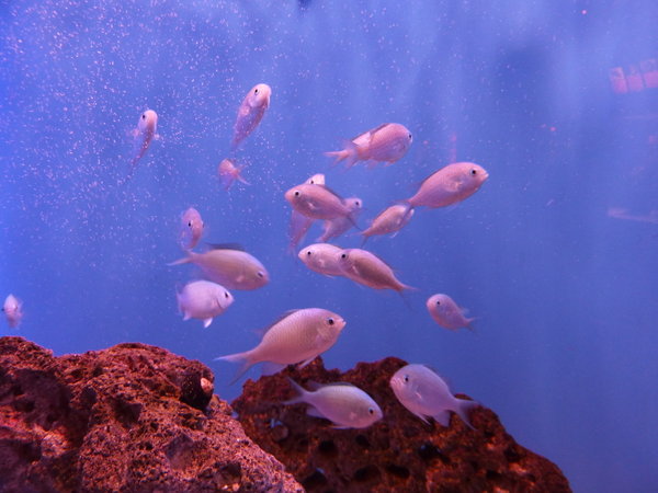 Cape town aquarium