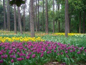 Wuhan Botanical Gardens