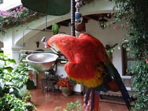 A parrot at THE hotel in Chichi