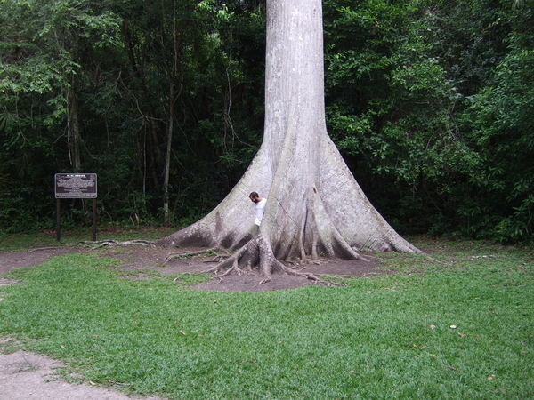Ceiba-tree