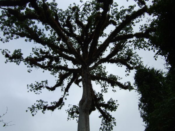 Ceiba Tree Crown