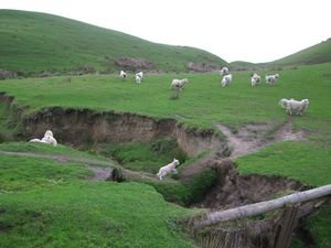 Auch die Schafe rennen nach Hause