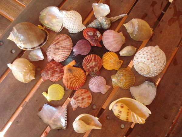 my colourful collection of shells