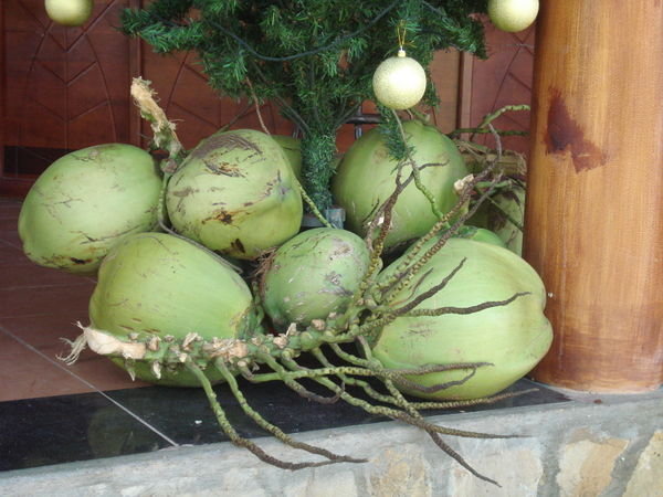 fresh coconuts ready to drink