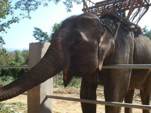 our elephant