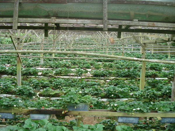 the strawberry farm...
