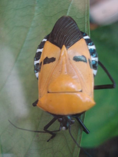 the japanese man beetle..