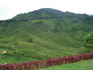 the tea plantations...