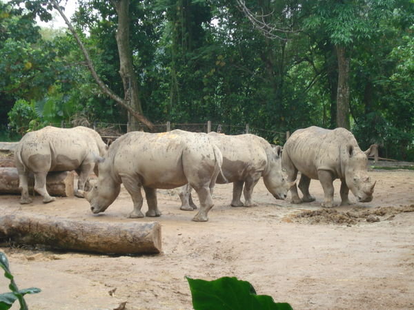 Rhino enclosure..