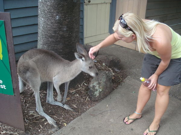 playing with the roos..