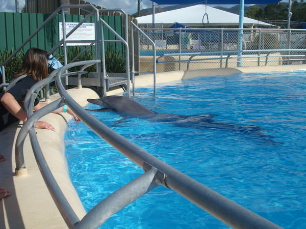 the pet porpoise pool..