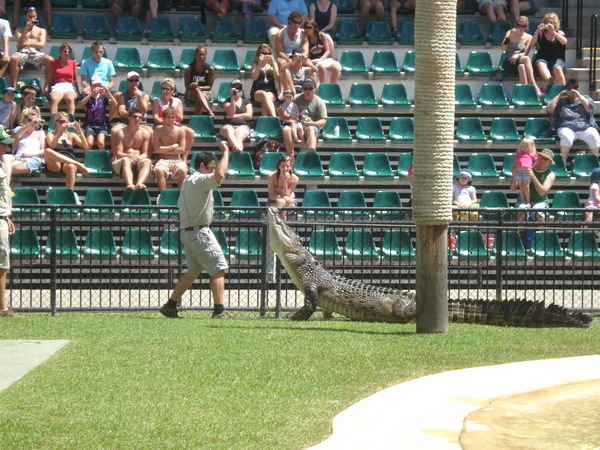 another croc pic...