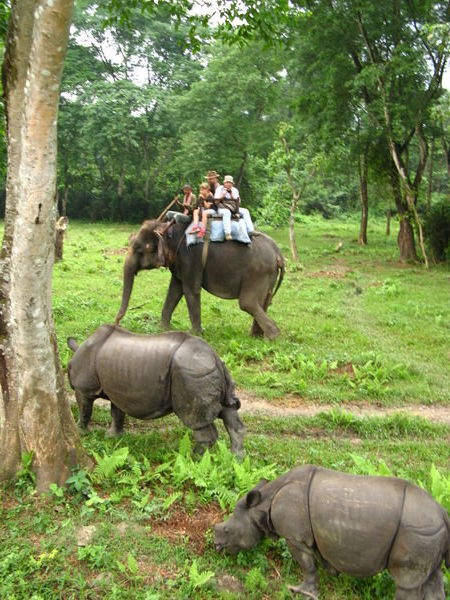 elephant ride en rhinos