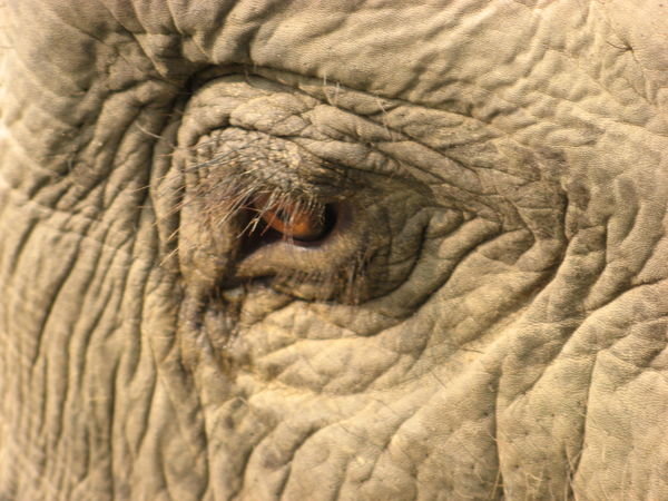 Elefanten Auge