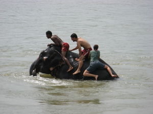 Elefanten baden / olifant wassen