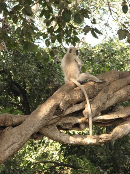 een van de vele apensoorten in India