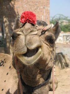 hello camel!!!