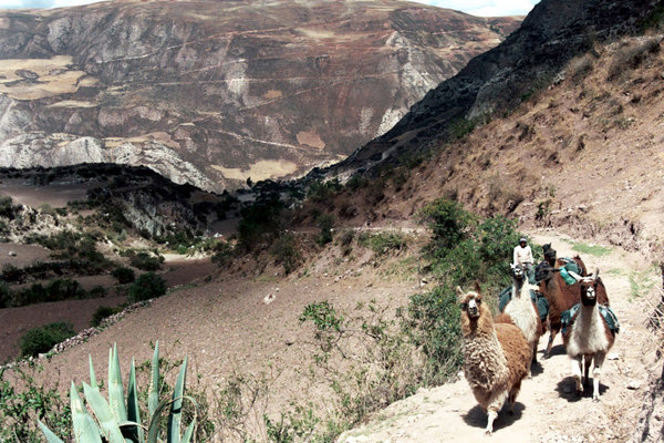 Hiking llamas