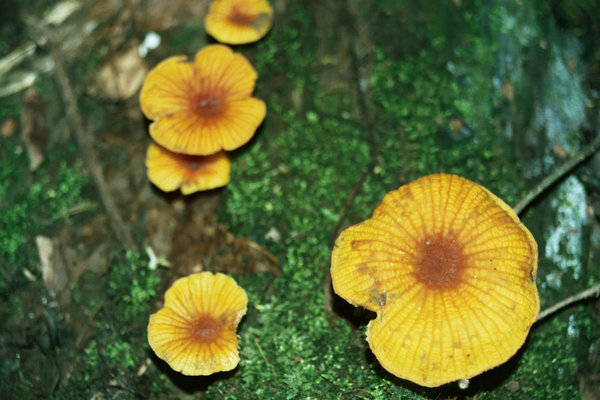 Jungle Fungus