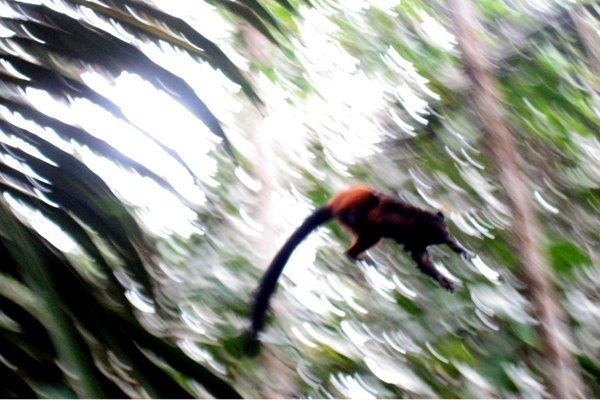 Brown Tamarind Monkey