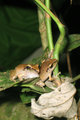 Mating jungle frogs