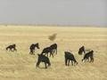 Plains animals near Khartoum