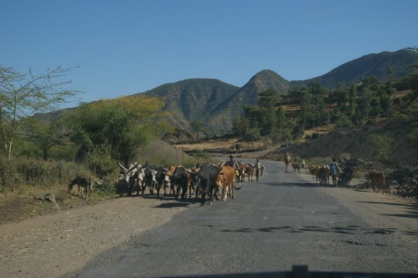 Livestock On Road