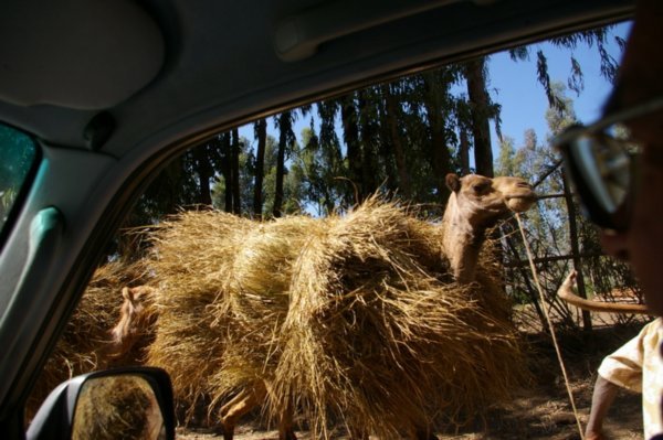 Camel loaded with straw