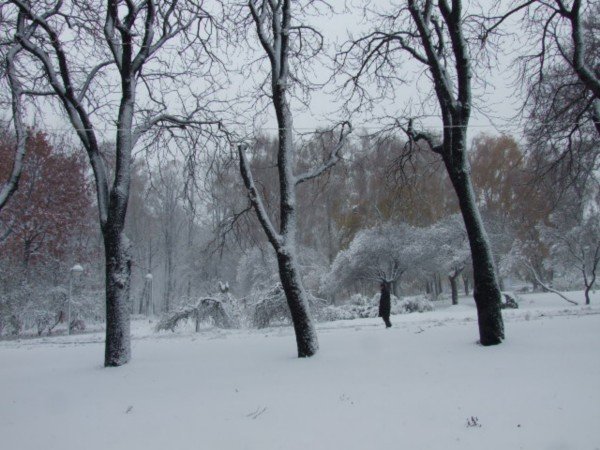 Snowy Park.
