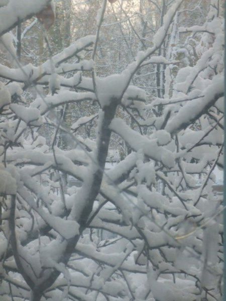 A snow-covered branch, from Jared and Joel's window.
