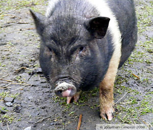 Pot-bellied pig.