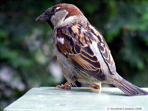 Sparrow.