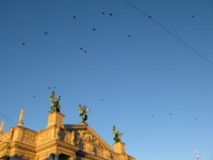 Birds fly above the Opera House.