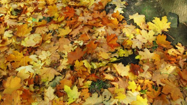 Autumn leaves, Livoberezhna.