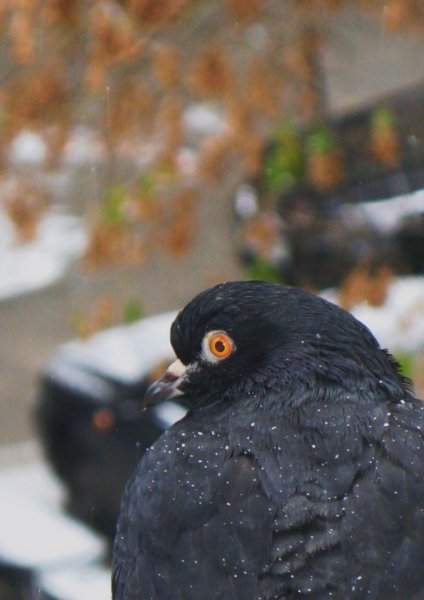 Pigeon, Kyiv.