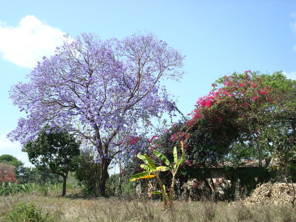 African Jacaranda Tree
