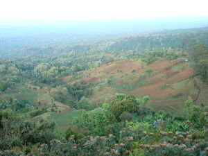View on Mt. Kili
