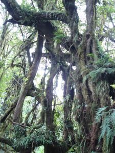 Rainforest Hike on Mt. Kili