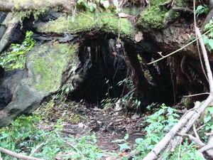 Rainforest Hike on Mt. Kili