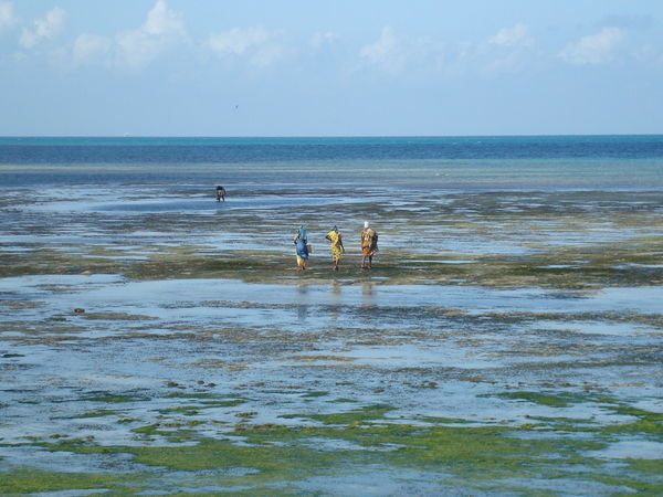 Mbweni Beach Tide Pools
