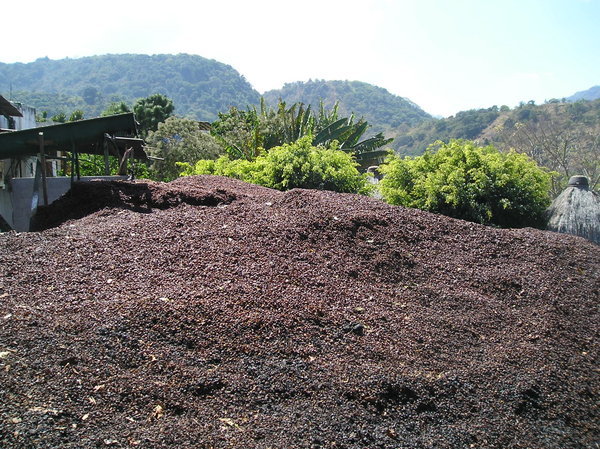 A mountain of coffee beans!
