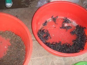tubs of scorpions