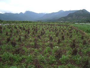 Lima bean fields