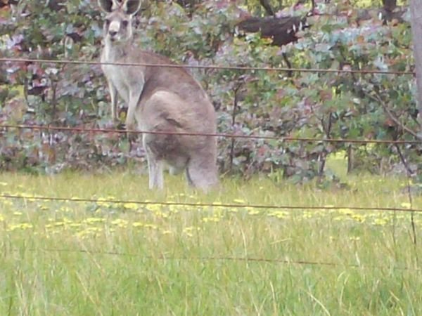 a lovely kangaroo