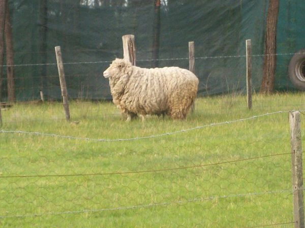 this is "BA" the sheep