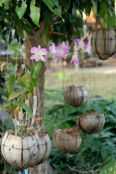 orchids in coconuts