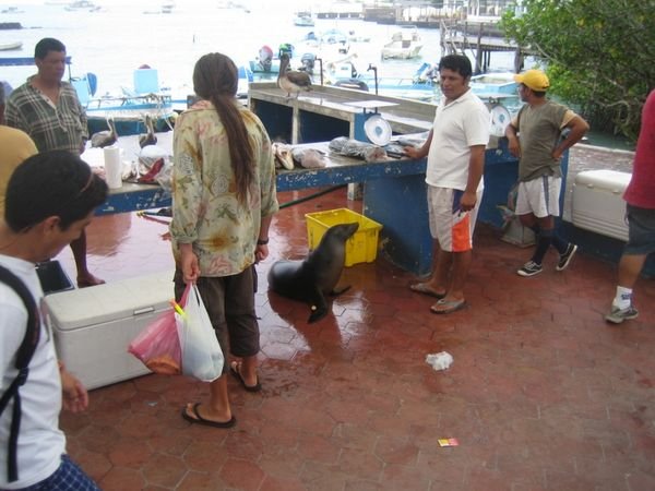 Der Fischmarkt auf den Galapagos